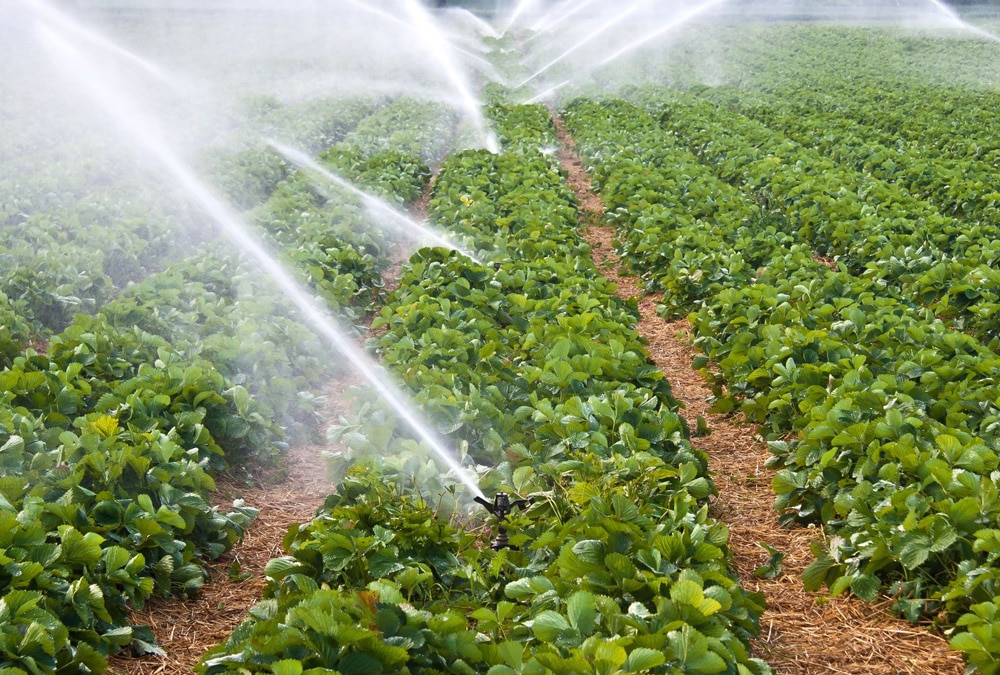 système d'irrigation par pompe solaire pour verger de fraises