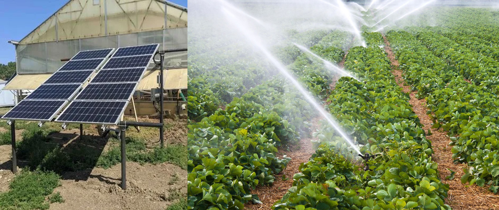 Sistema de riego con bomba solar para huerto de fresas.